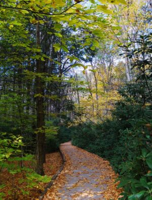 Chemin en psychotherapie